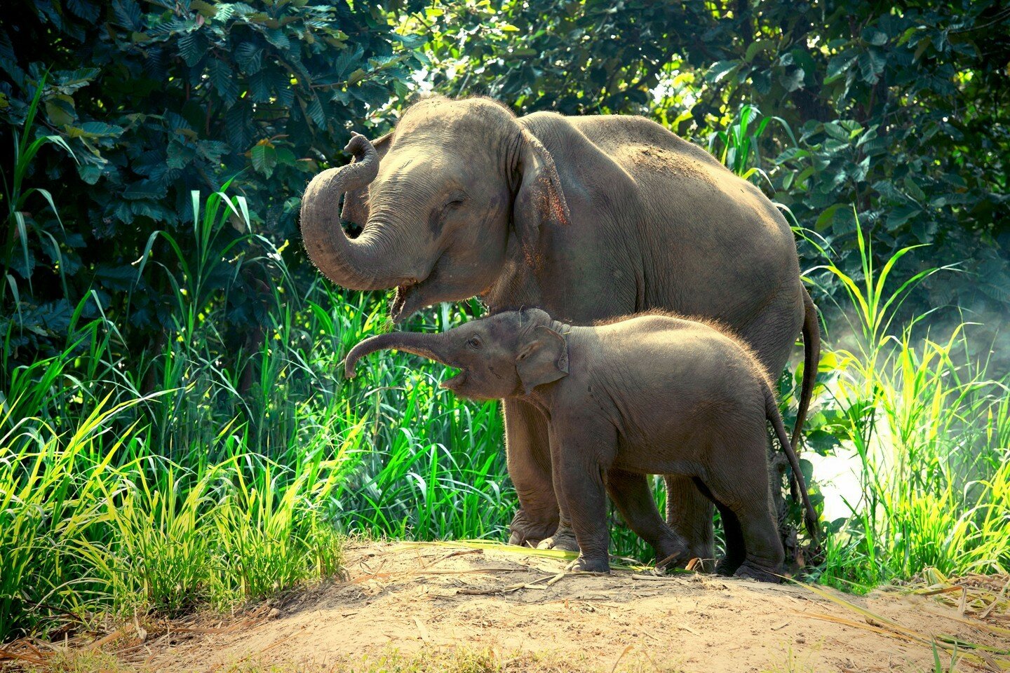 Barouding, militant pour la défense des éléphants