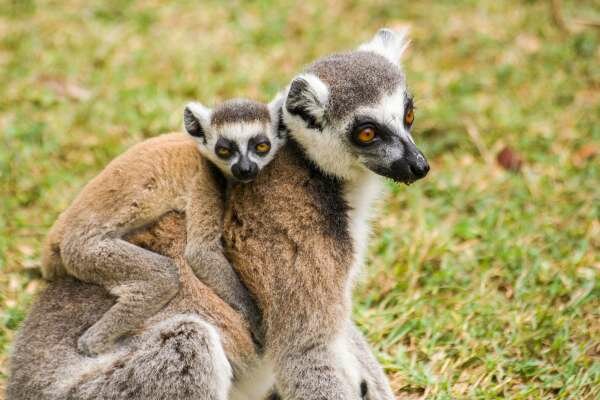 Une maman et son bébé lémuriens Catta